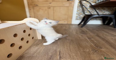 Ragdoll cats - Advert 13