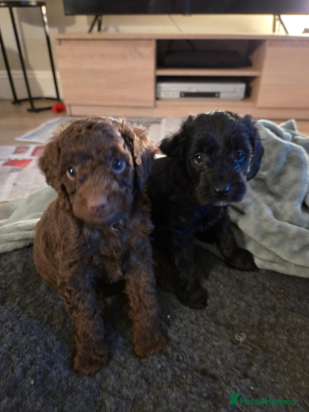 Sproodle dogs for sale: Beautiful litter of F2 Sproodles  - Image 18