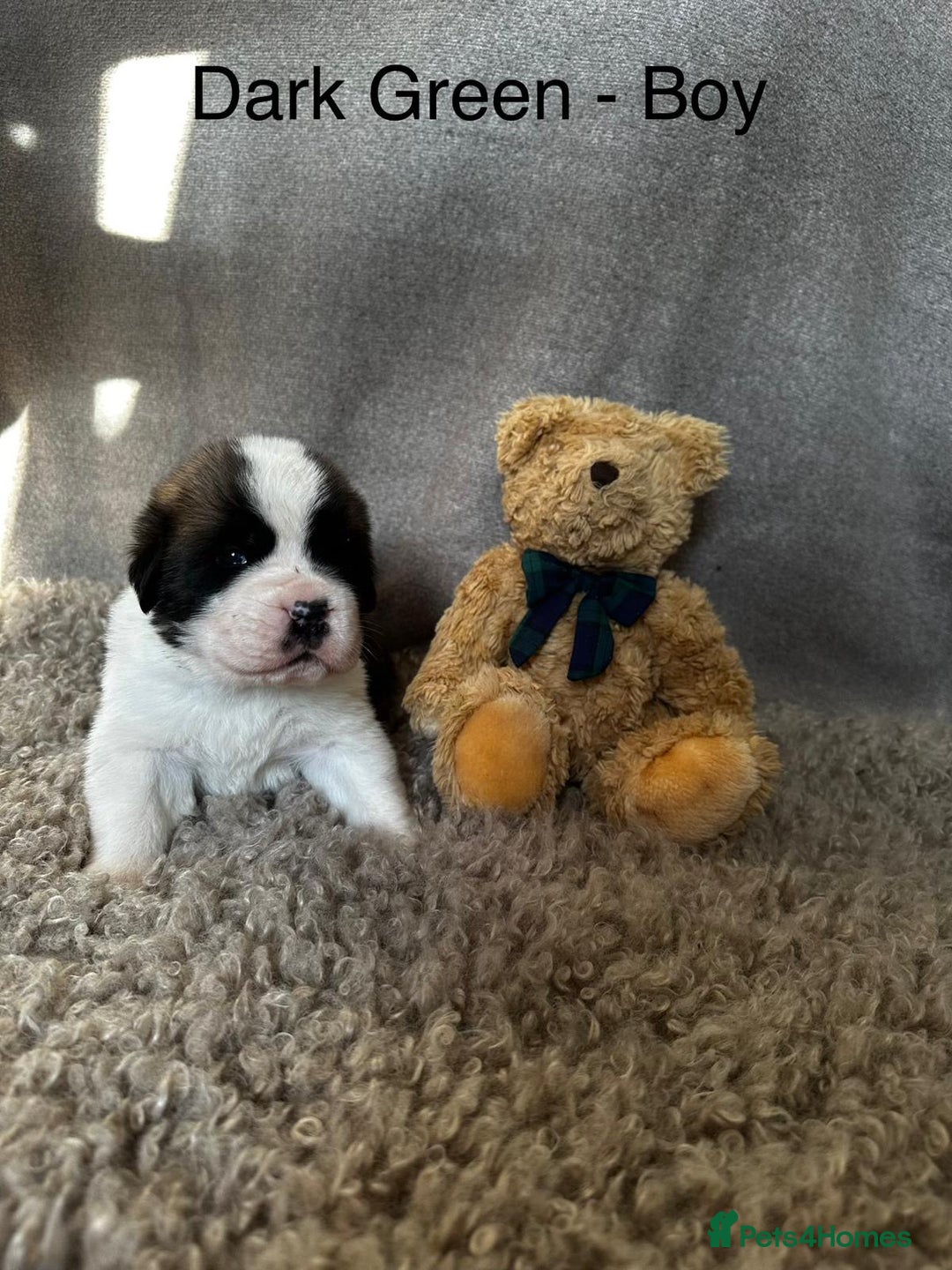 Saint Bernard dogs for sale: Outstanding KC Saint Bernard Puppies - Advert 3