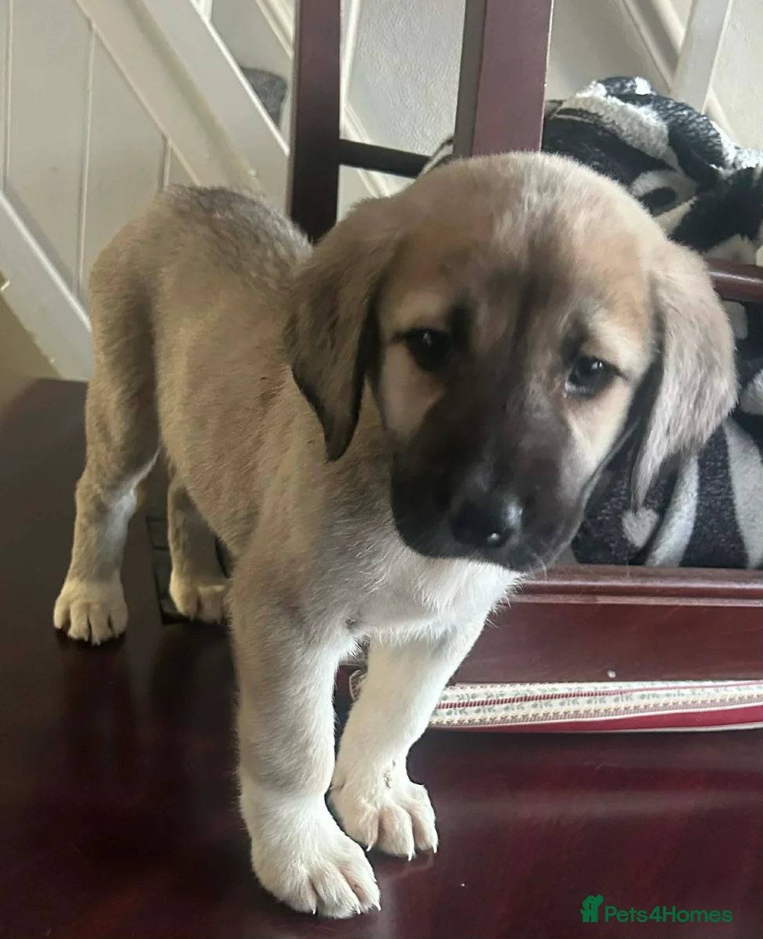 Mixed Breed birds for sale: Turkish kangal  in Rotherham - Advert 4