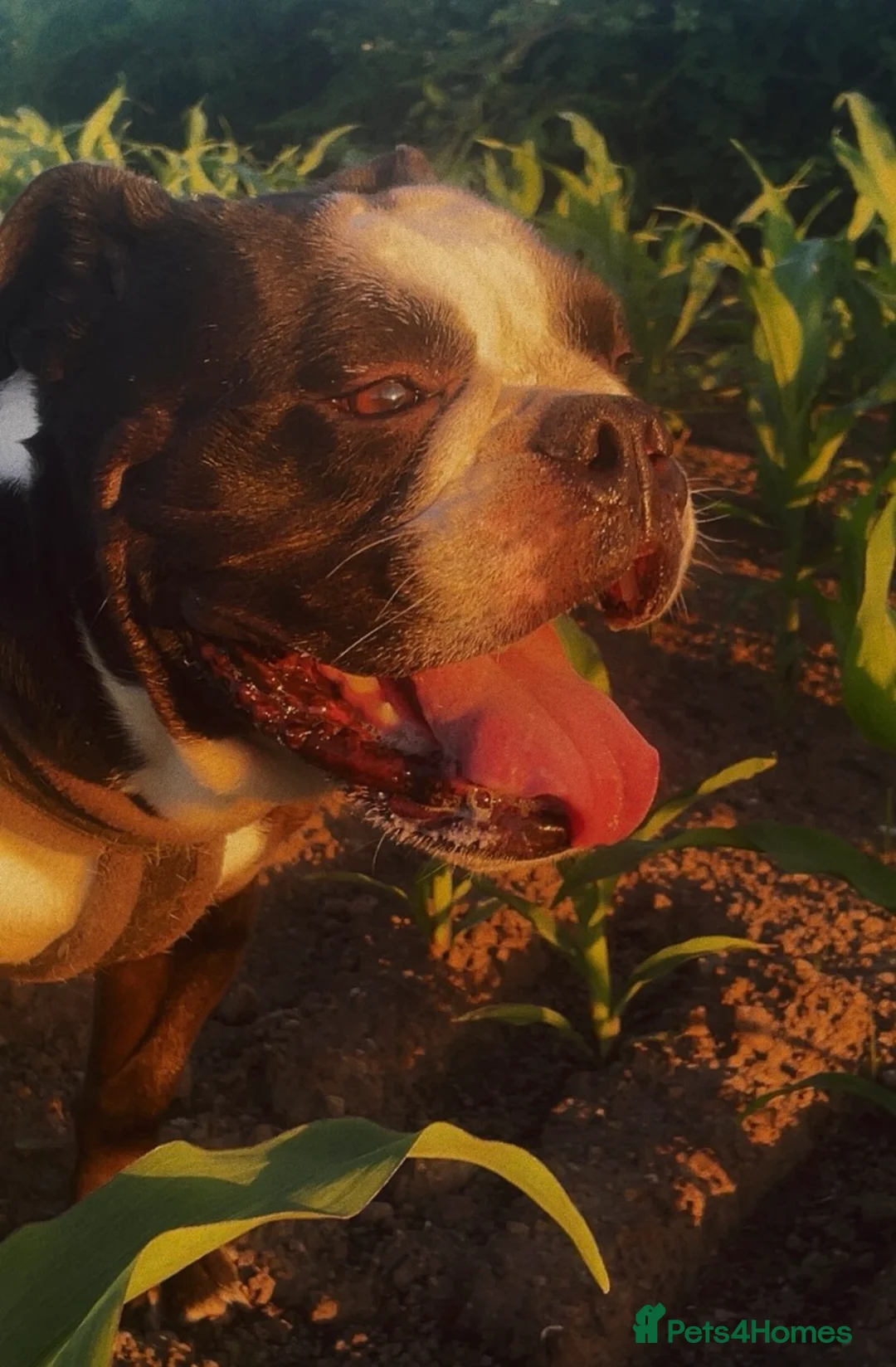 Mixed Breed dogs for sale: Olde English Bulldog  in Coleford - Advert 2