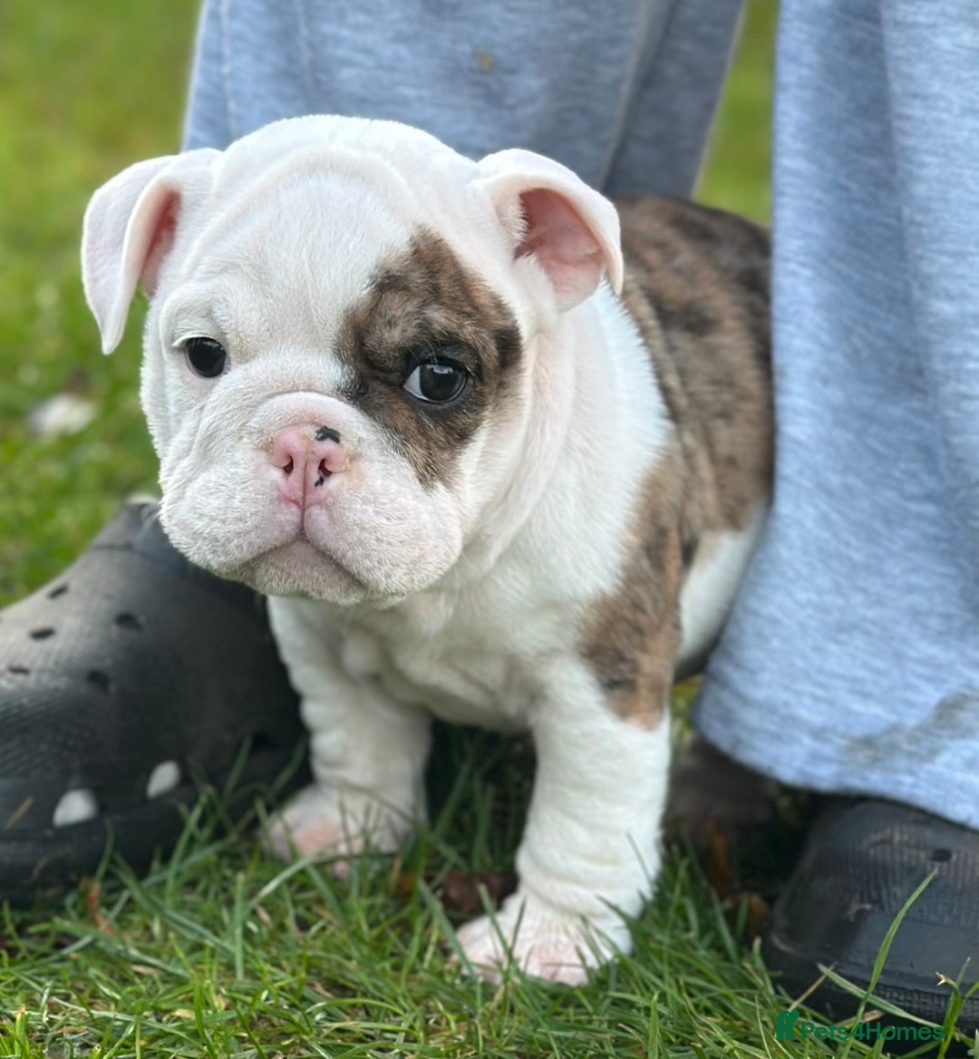 English Bulldog dogs for sale: 🌟Ready Now!🌟 - Advert 24