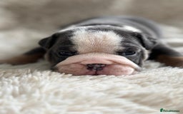 English Bulldog dogs for sale: *REDUCED* English Bulldog Puppies - Image 5