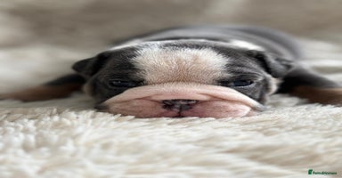 English Bulldog dogs - Advert 2