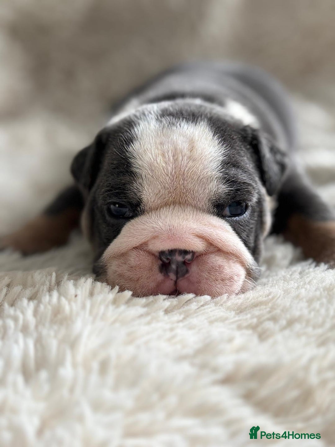 English Bulldog dogs for sale: *REDUCED* English Bulldog Puppies - Image 5