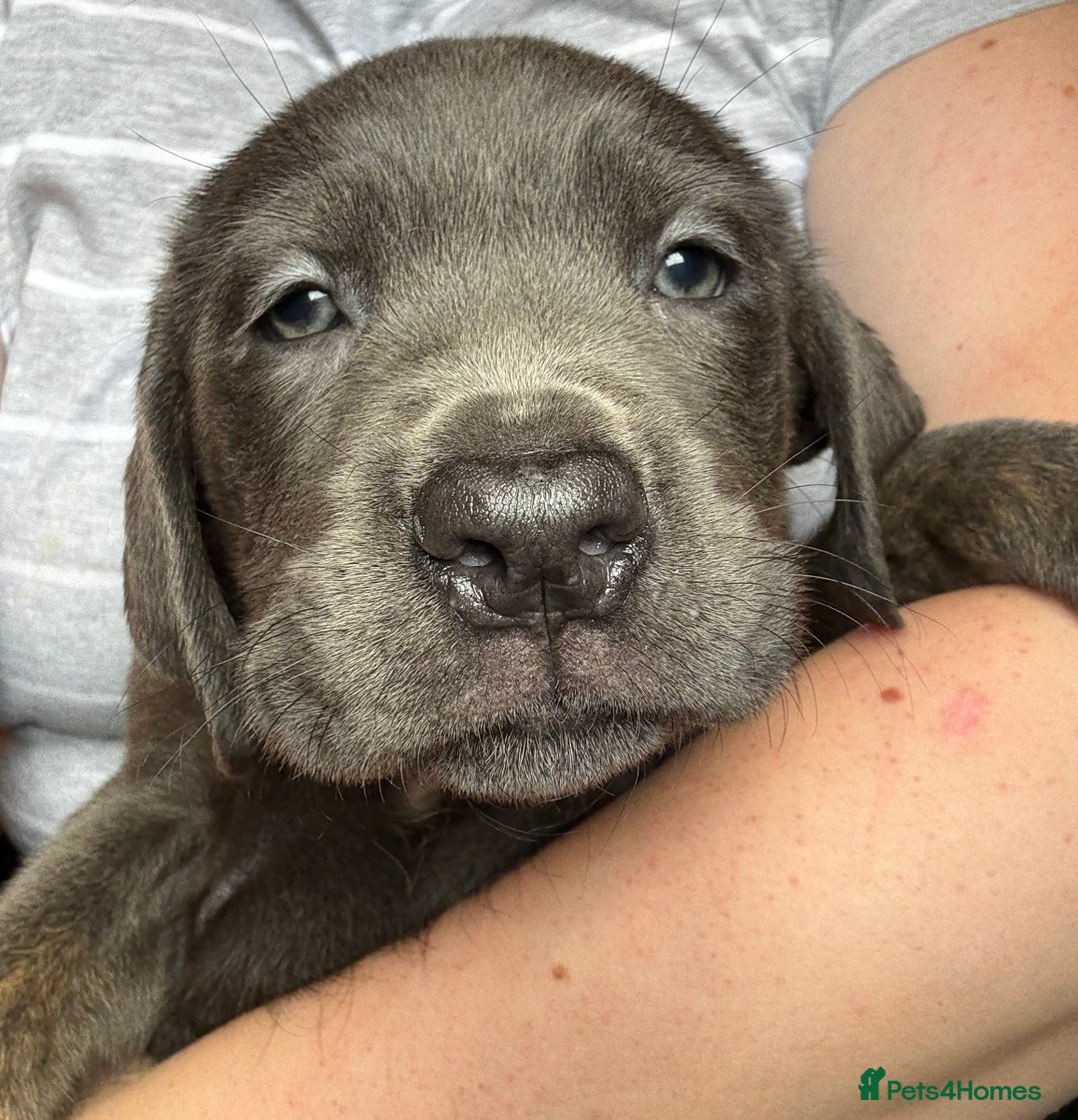 Cane Corso dogs for sale: 2 blue & 2 black cane corso girls! Can leave now🐾 - Image 12