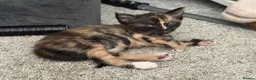 Mixed Breed cats for sale: 4 kittens  in Bristol - Advert 5