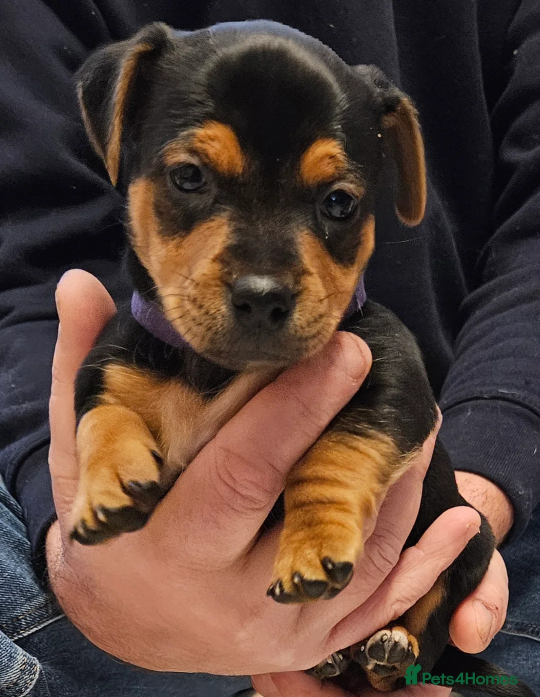 Jack Russell dogs for sale: Gorgeous Jack Russell pups ready to reserve - Advert 13