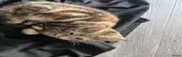 Mixed Breed cats for sale: 7 Stunning Mixed Breed Turkish Angora kittens - Advert 16