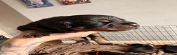 Rottweiler dogs for sale: Beautiful Rottweiler pups - Advert 2