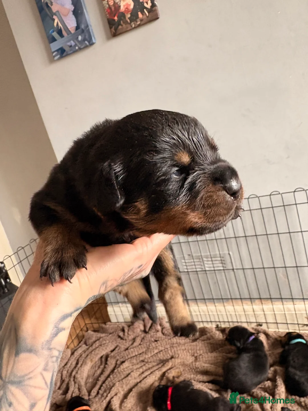 Rottweiler dogs for sale: Beautiful Rottweiler pups - Advert 2
