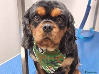 Cavalier King Charles Spaniel dogs Stud only in Doncaster - Advert 4