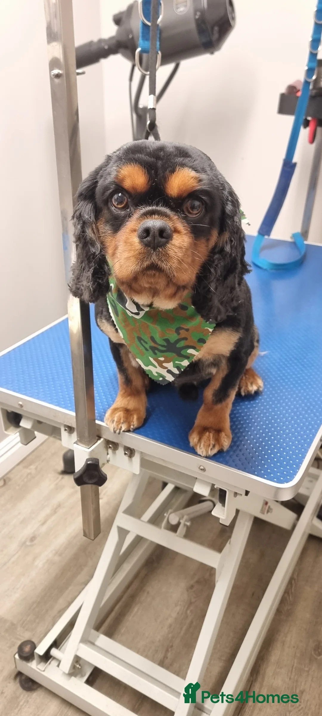 Cavalier King Charles Spaniel dogs for stud: Stud only in Doncaster - Advert 1