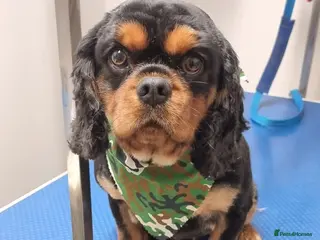 Cavalier King Charles Spaniel dogs Stud only in Doncaster - Advert 15