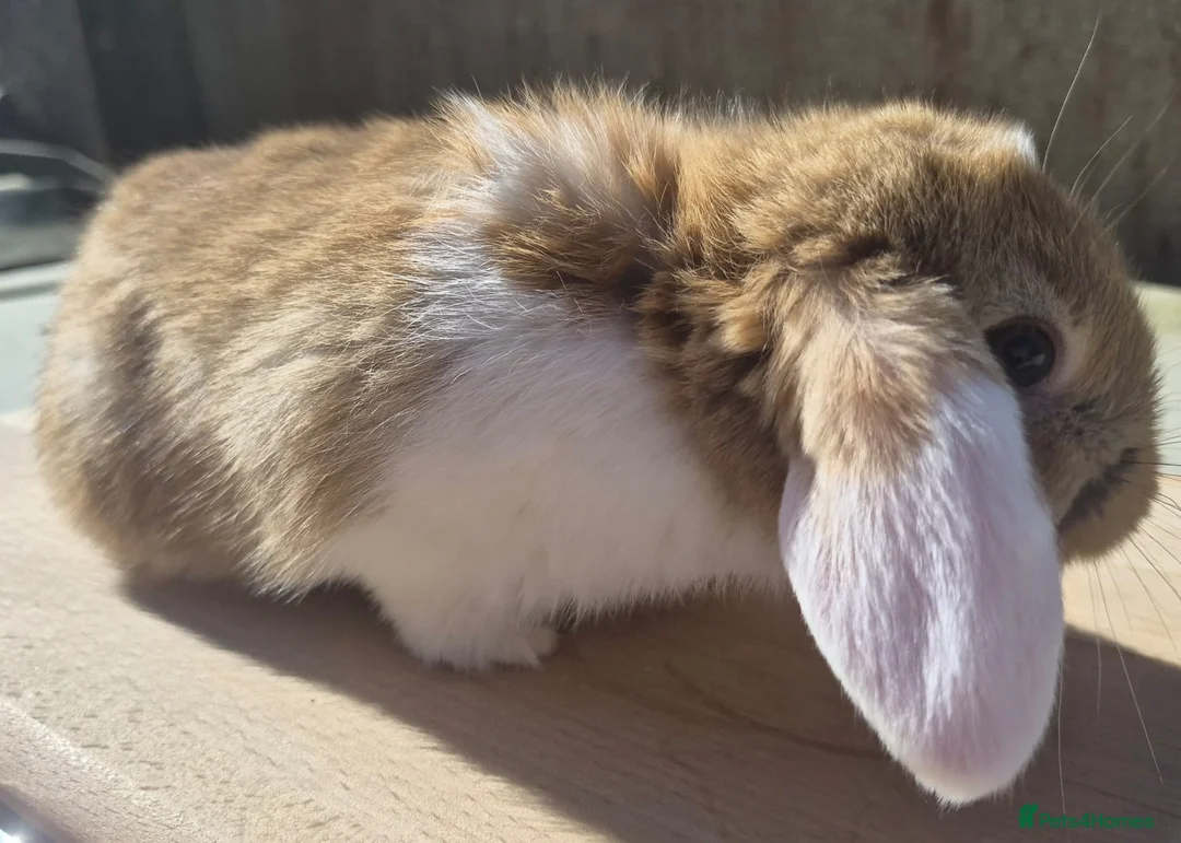 Mixed Breed rabbits for sale: Female Mini Lop Bunnies - Advert 2