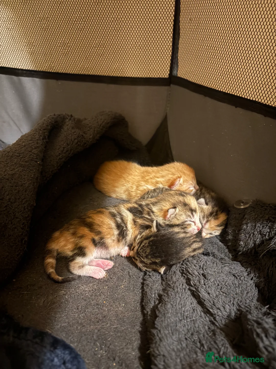 Mixed Breed cats for sale: Kittens for sale  - Advert 4