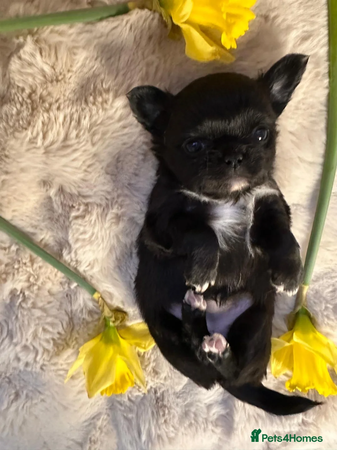 Chihuahua dogs for sale: Long hair, beautiful chihuahuas - Advert 10