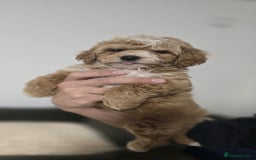Maltipoo dogs for sale: Maltipoo Puppies – 3 Girls & 3 Boys - Image 14