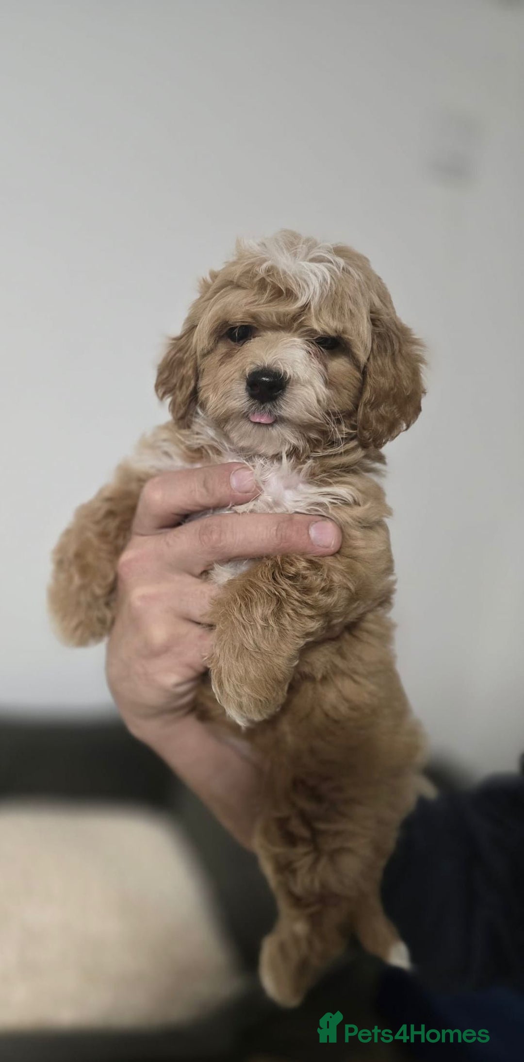 Maltipoo dogs for sale: Maltipoo Puppies – 3 Girls & 3 Boys - Image 14