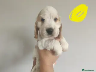 Cocker Spaniel dogs KC Registered Show Type Cocker Spaniels - Advert 4