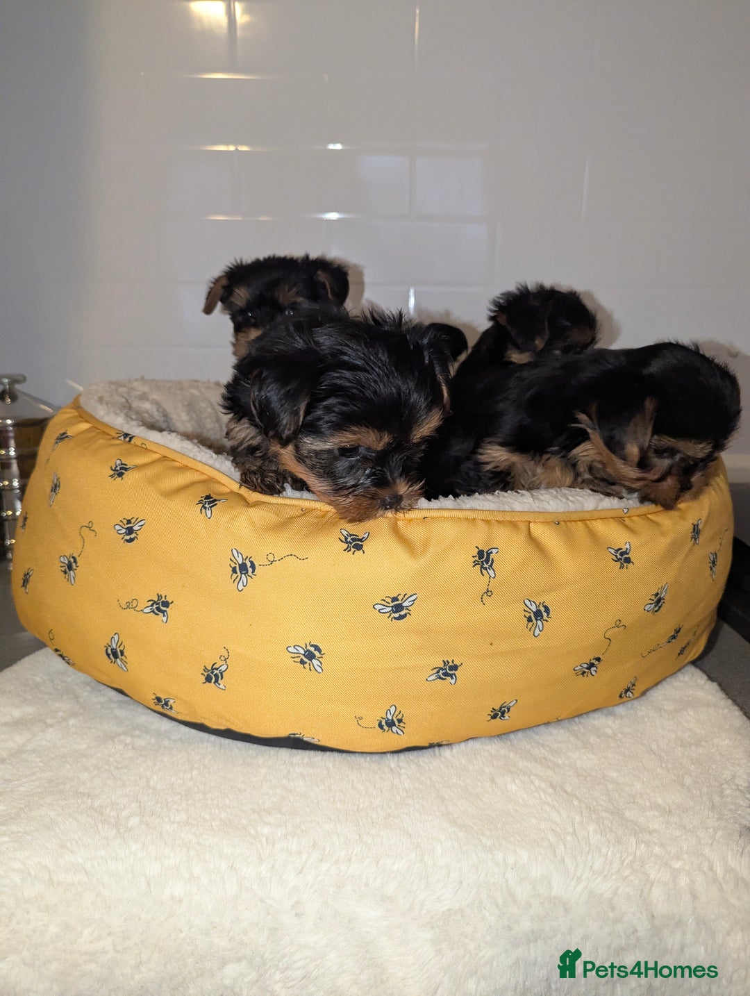 Yorkshire Terrier dogs for sale: Adorable Yorkshire terrier puppies available  - Image 4