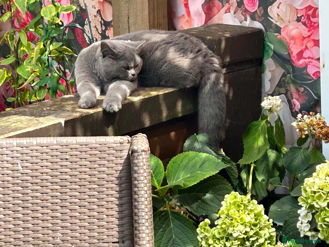 British Shorthair cats for sale: British Blue Male - Advert 2