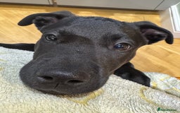 Mixed Breed dogs for sale: Cute stafflador for sale - Image 1