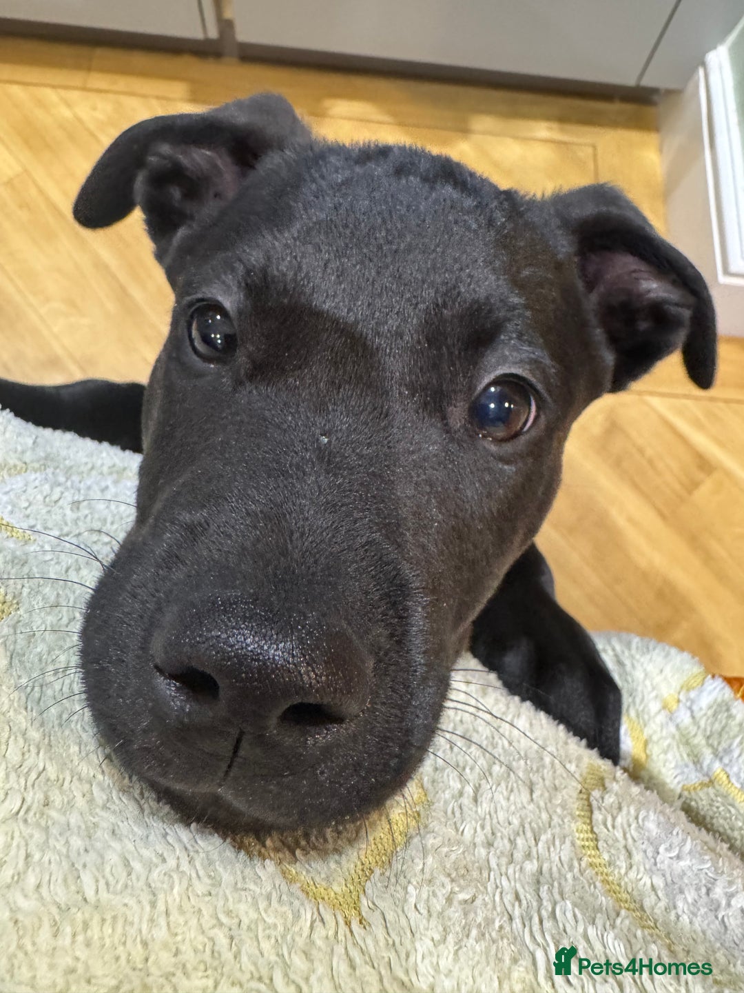 Mixed Breed dogs for sale: Cute stafflador for sale - Image 1