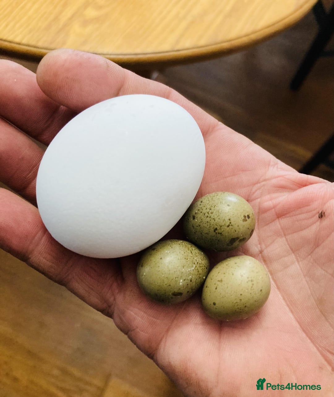 Quail poultry for sale: ✨ Quail Hatching Eggs & Chicks Coturnix & Button ✨ - Image 3