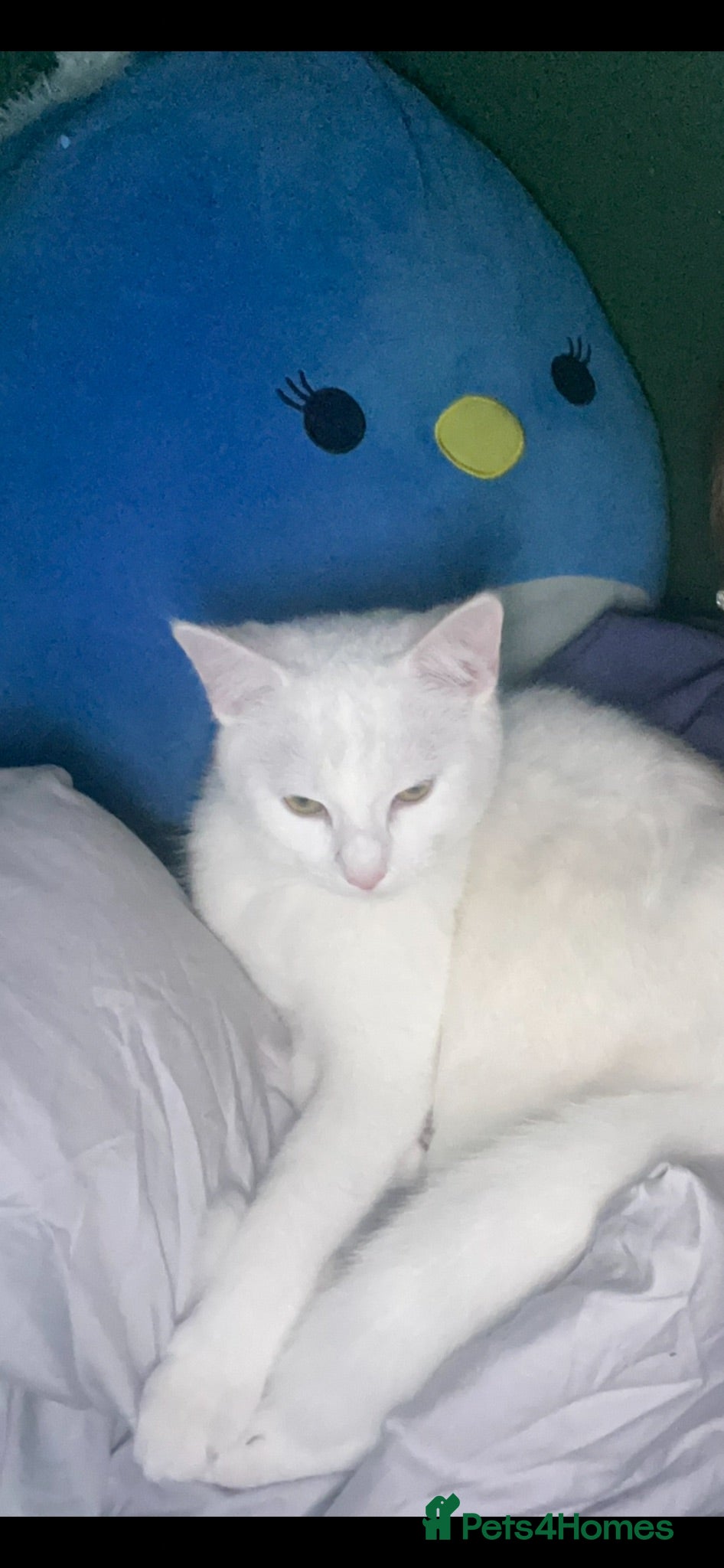 British Shorthair cats One year old pure white cat - Advert 1