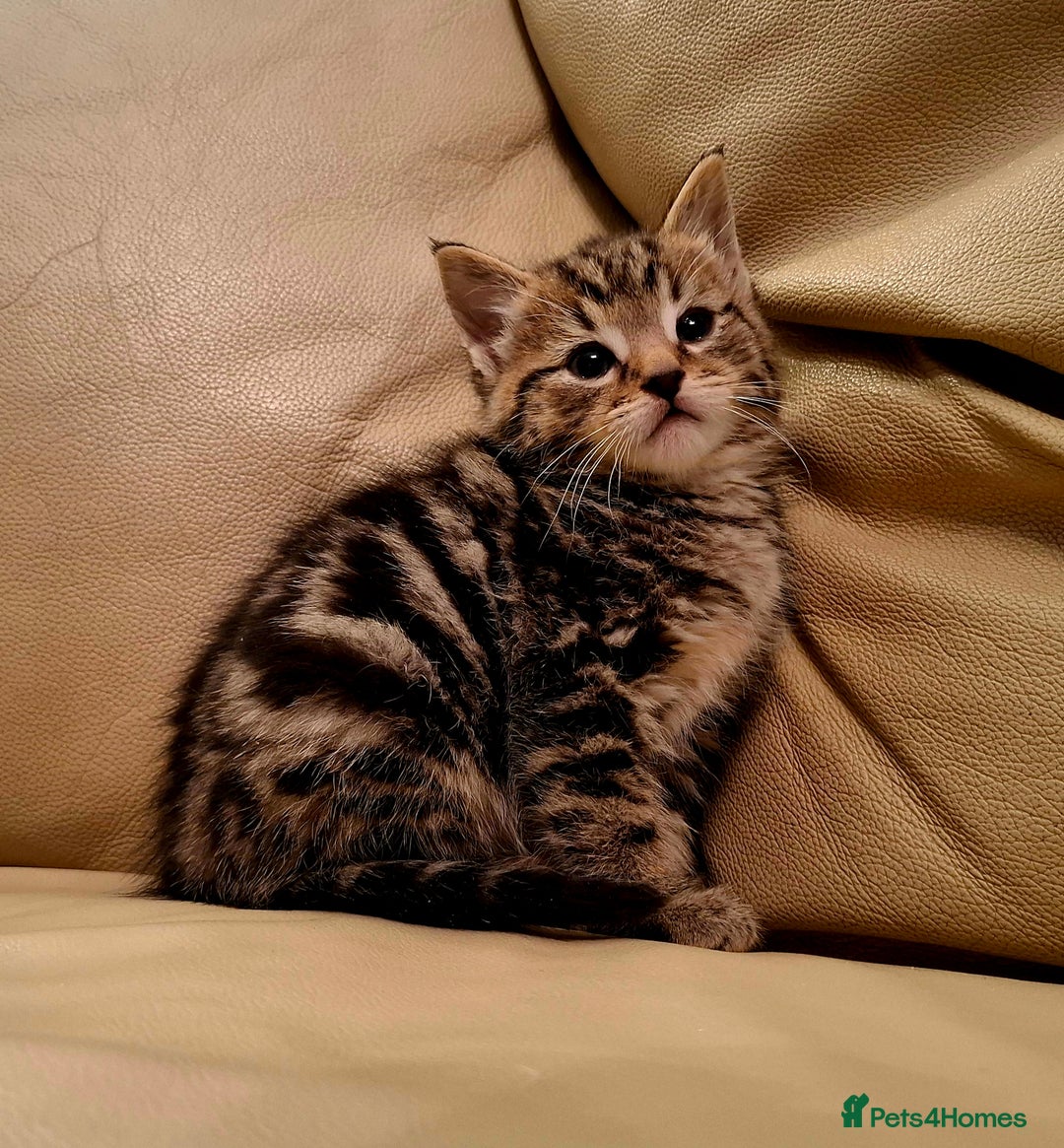 Mixed Breed cats for sale: Bengal x kitten boy - Advert 3