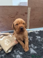 Labrador Retriever dogs - Advert 15