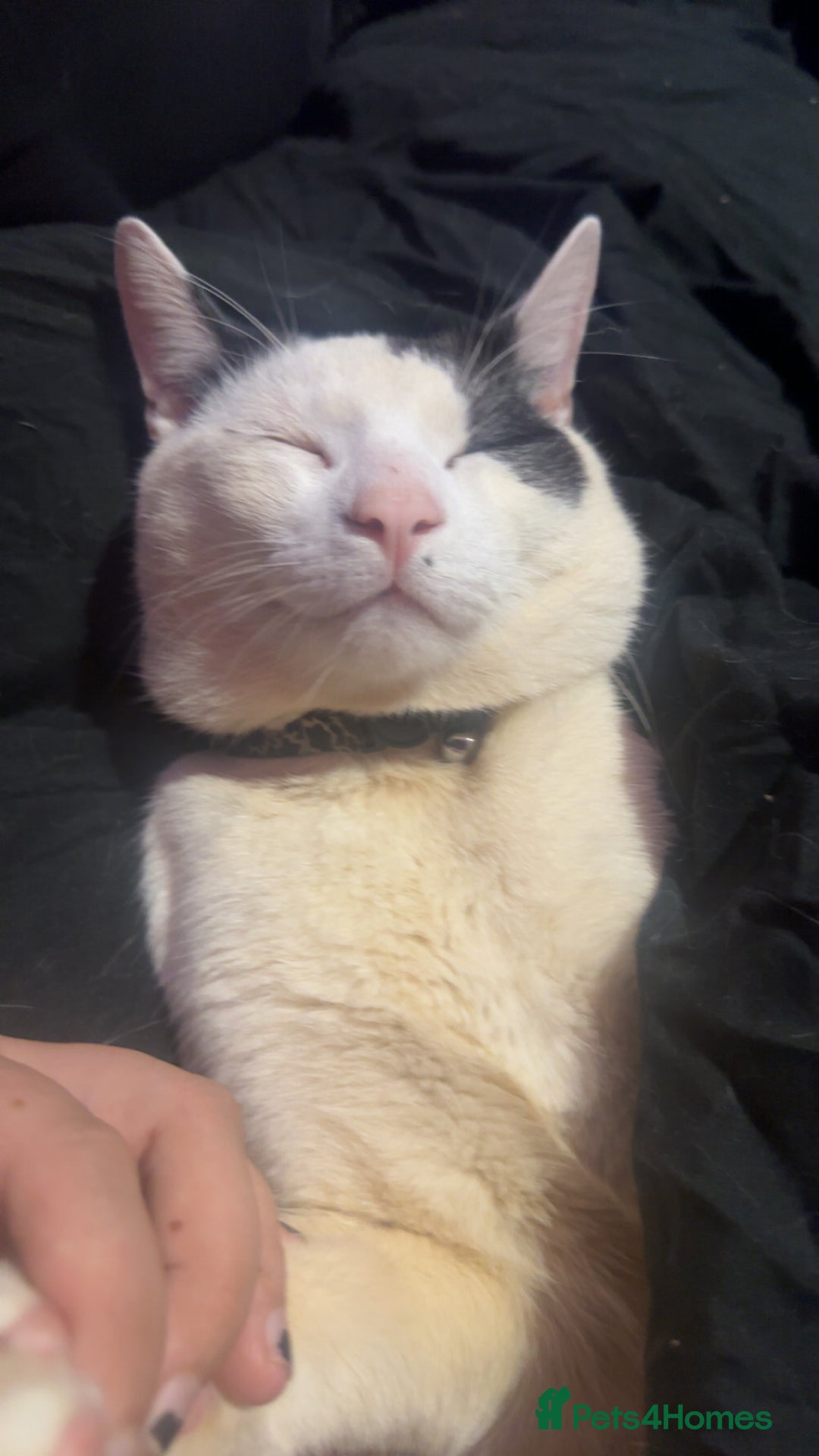 American Shorthair cats for sale: Cat for sale  - Image 1