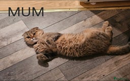 Scottish Fold cats for sale: Scottish Fold/Straight Kittens For Sale  - Image 22