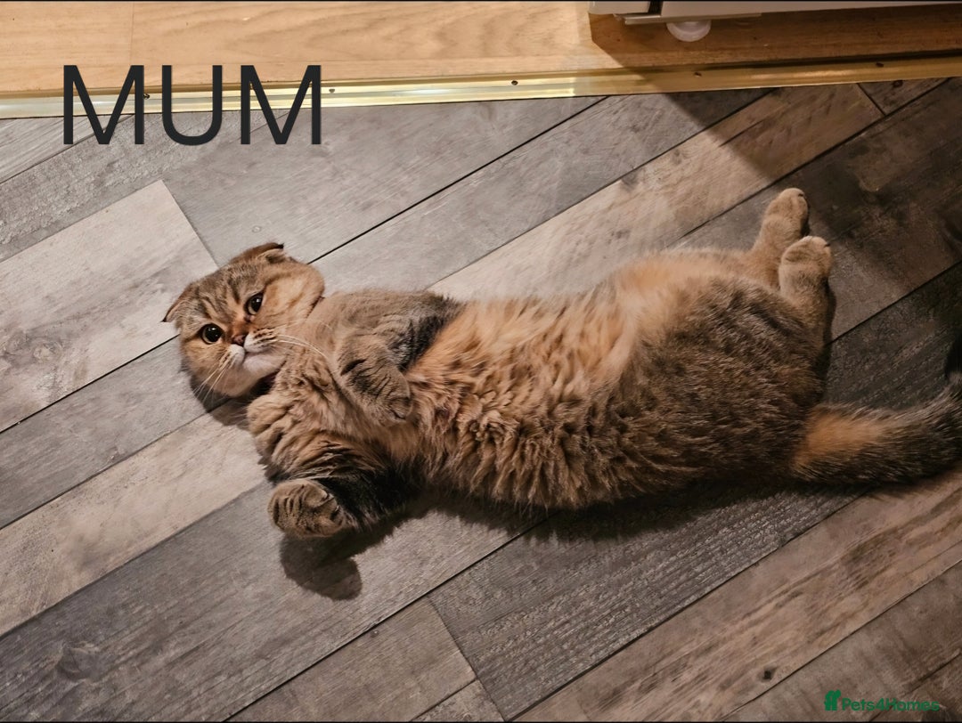 Scottish Fold cats for sale: Scottish Fold/Straight Kittens For Sale  - Image 22