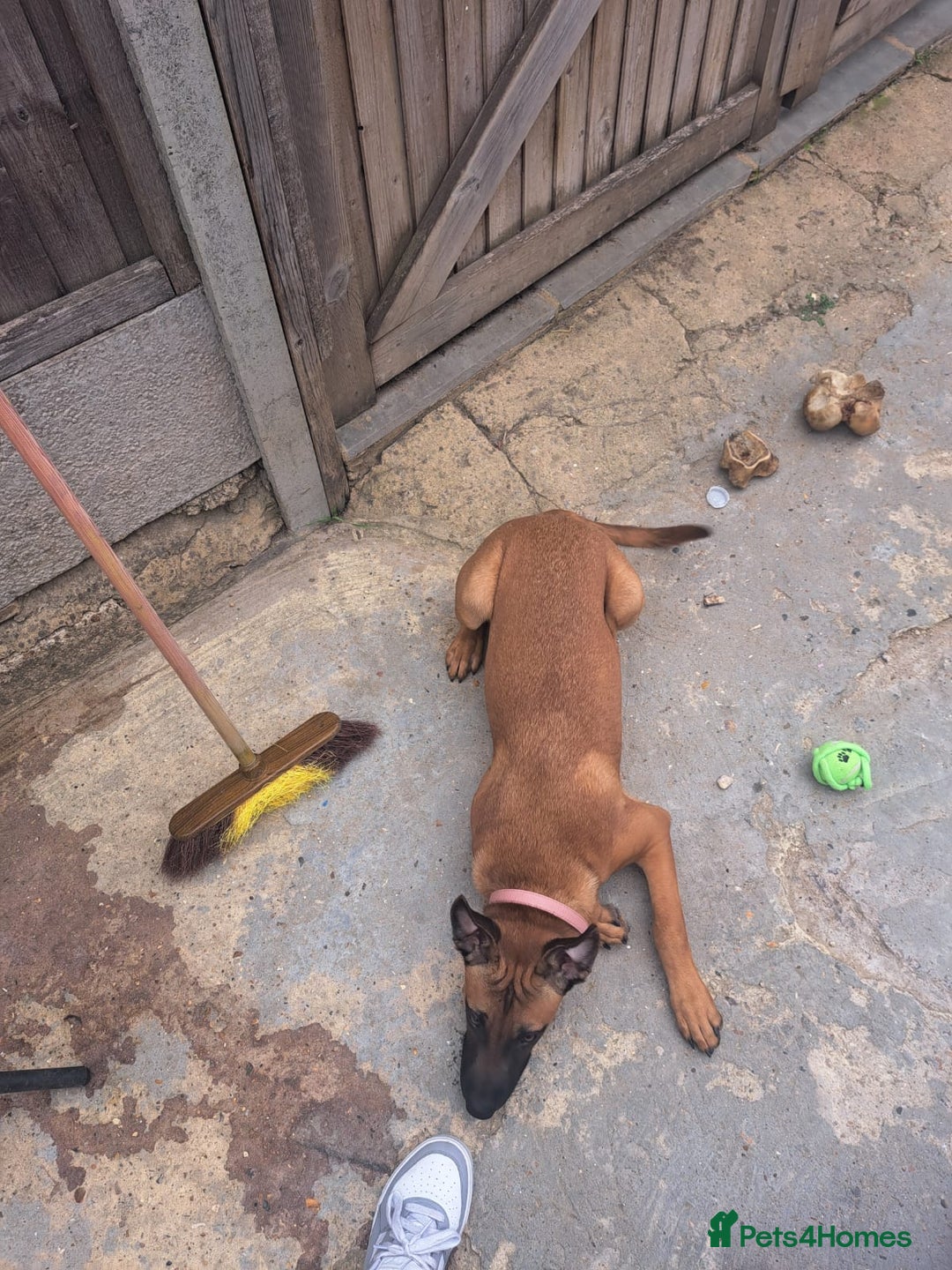 Mixed Breed dogs for sale: Koi puppy  - Image 2