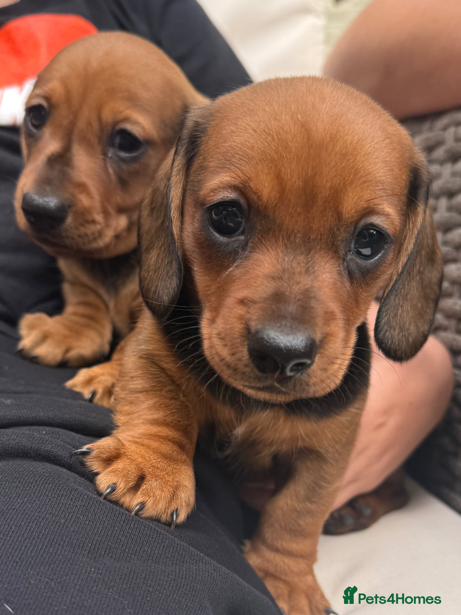 Miniature fox red Dachshund