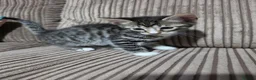 Bengal cats for sale: 2 Male Bengal cross DSH  - Advert 11