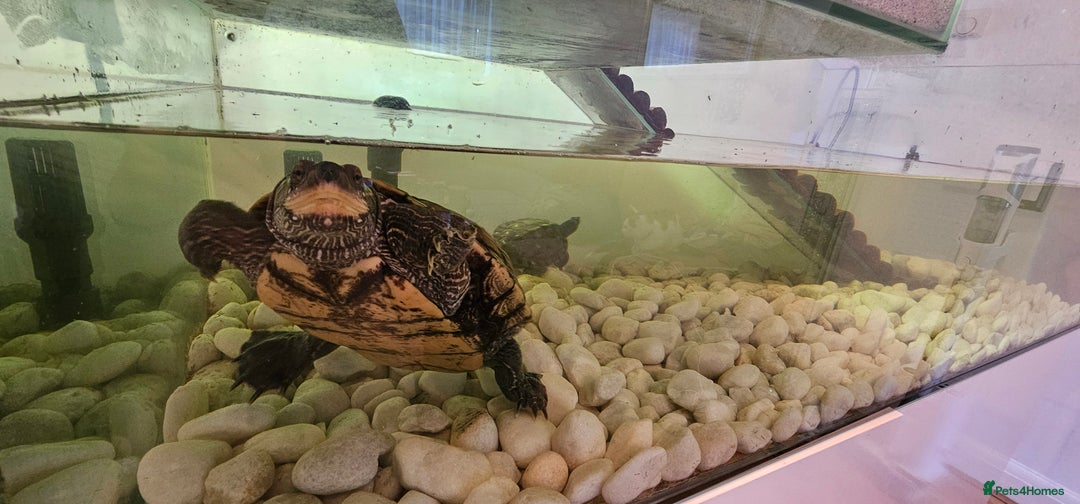 Turtle reptiles for sale: Mississippi map turtle breeding Pair and set up - Image 5