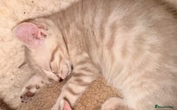 Ragdoll cats for sale: Sealpoint x kittens - Image 6