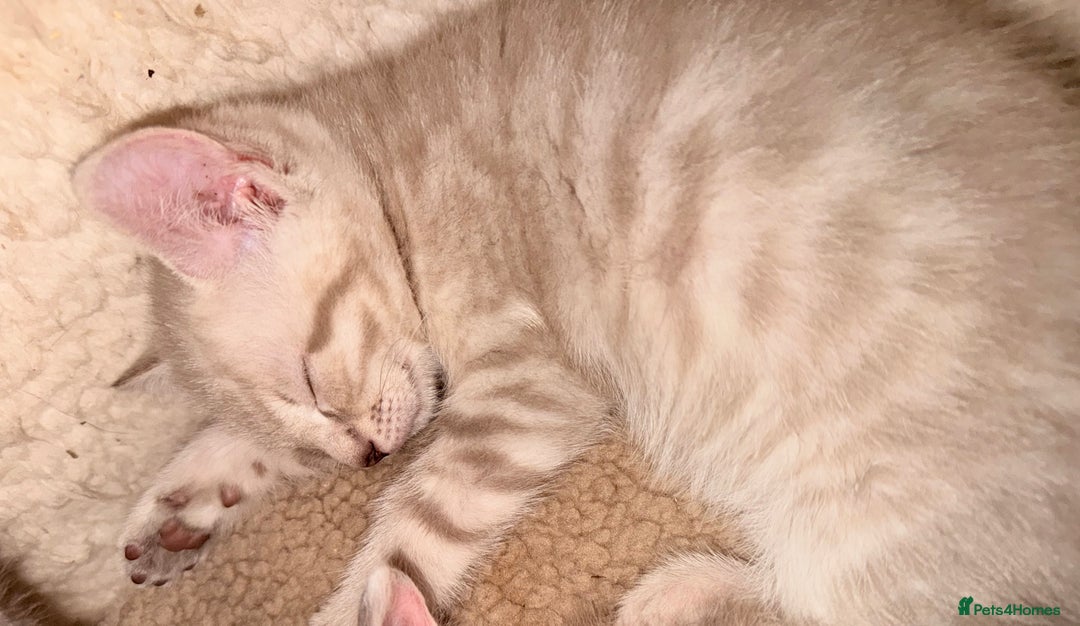 Ragdoll cats for sale: Sealpoint x kittens - Image 6