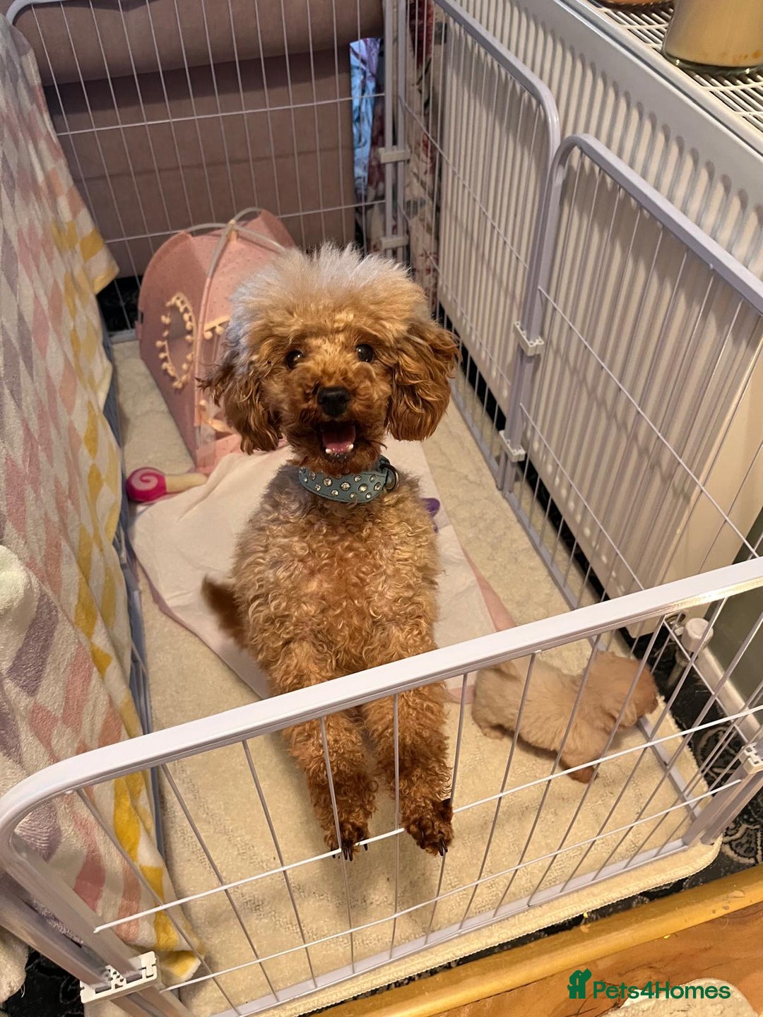 Maltipoo dogs for sale: Tea cup/ pocket puppy Maltipoo girl 🩷 - Image 19