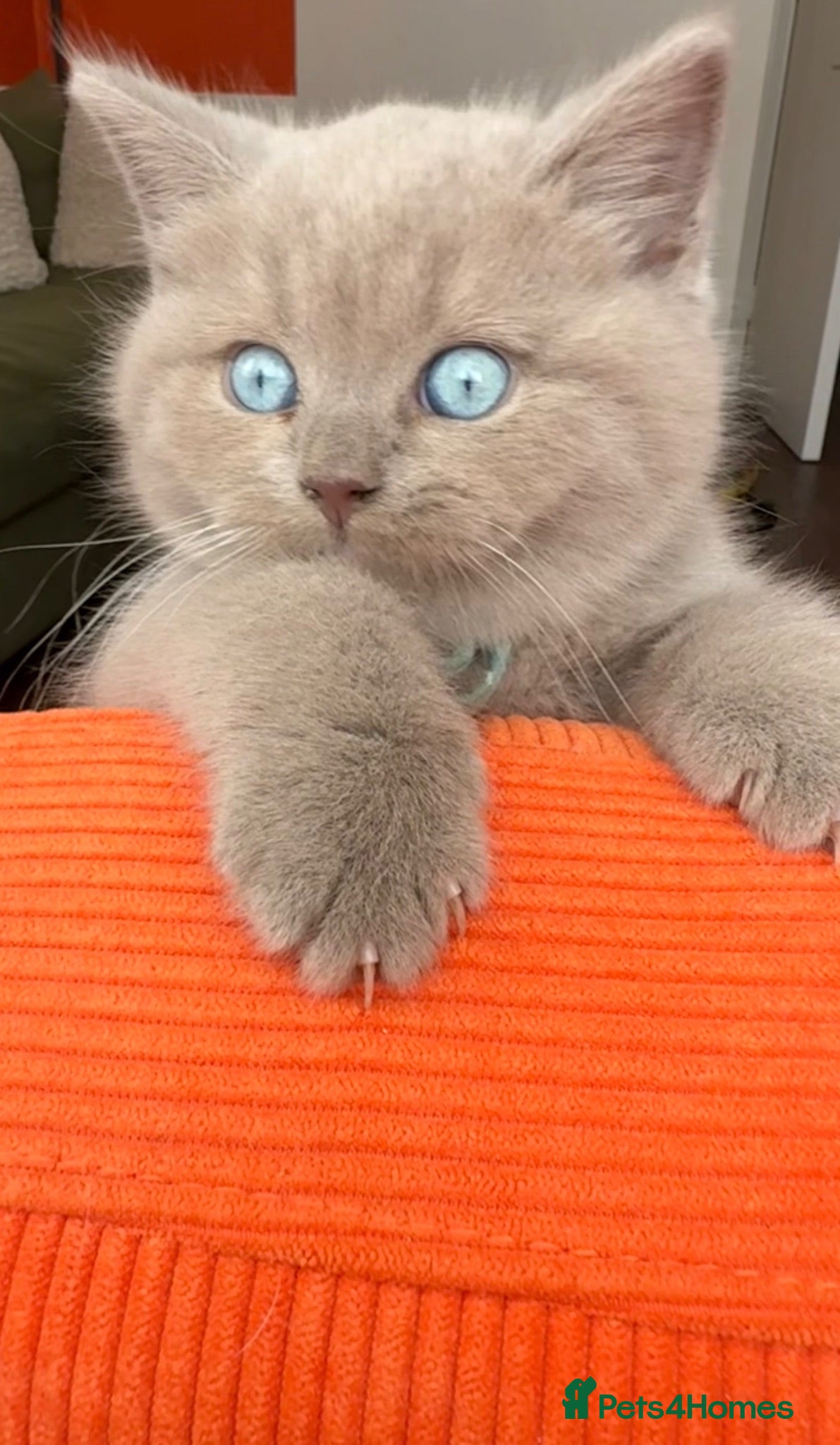 Scottish Fold cats Unique blue and odd eye kittens - Advert 1
