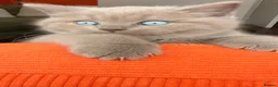 Scottish Fold cats for sale: Unique blue and odd eye kittens - Advert 2