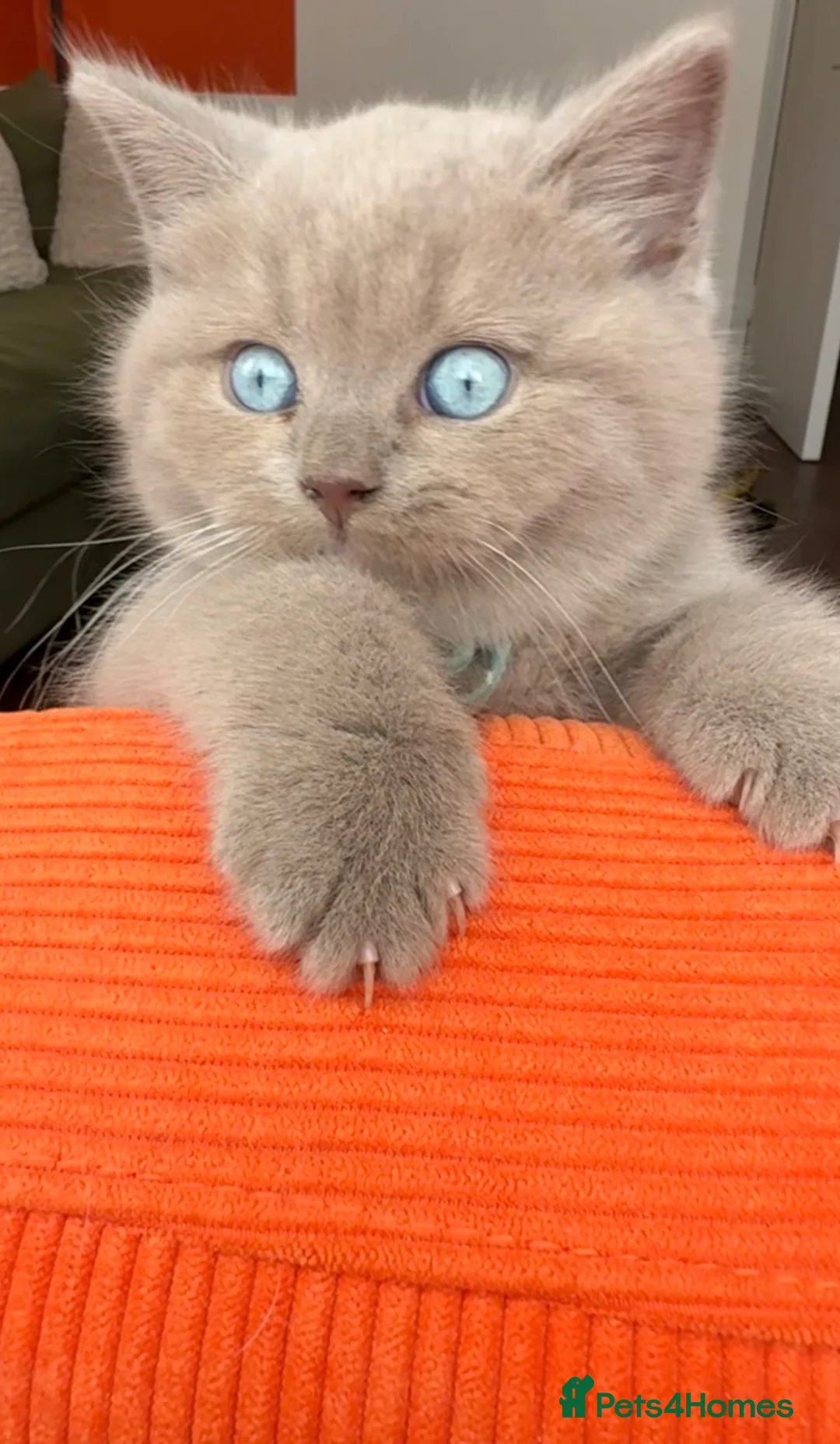 Scottish Fold cats for sale: Unique blue and odd eye kittens - Advert 2