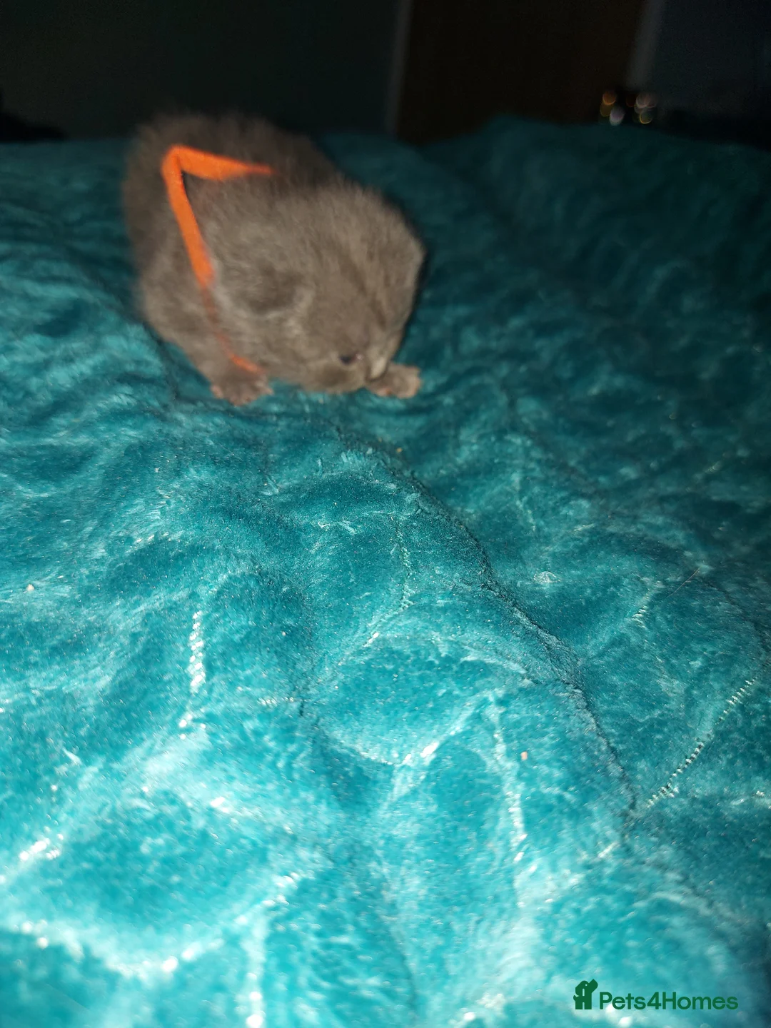 British Shorthair cats for sale: Kittens  - Advert 2