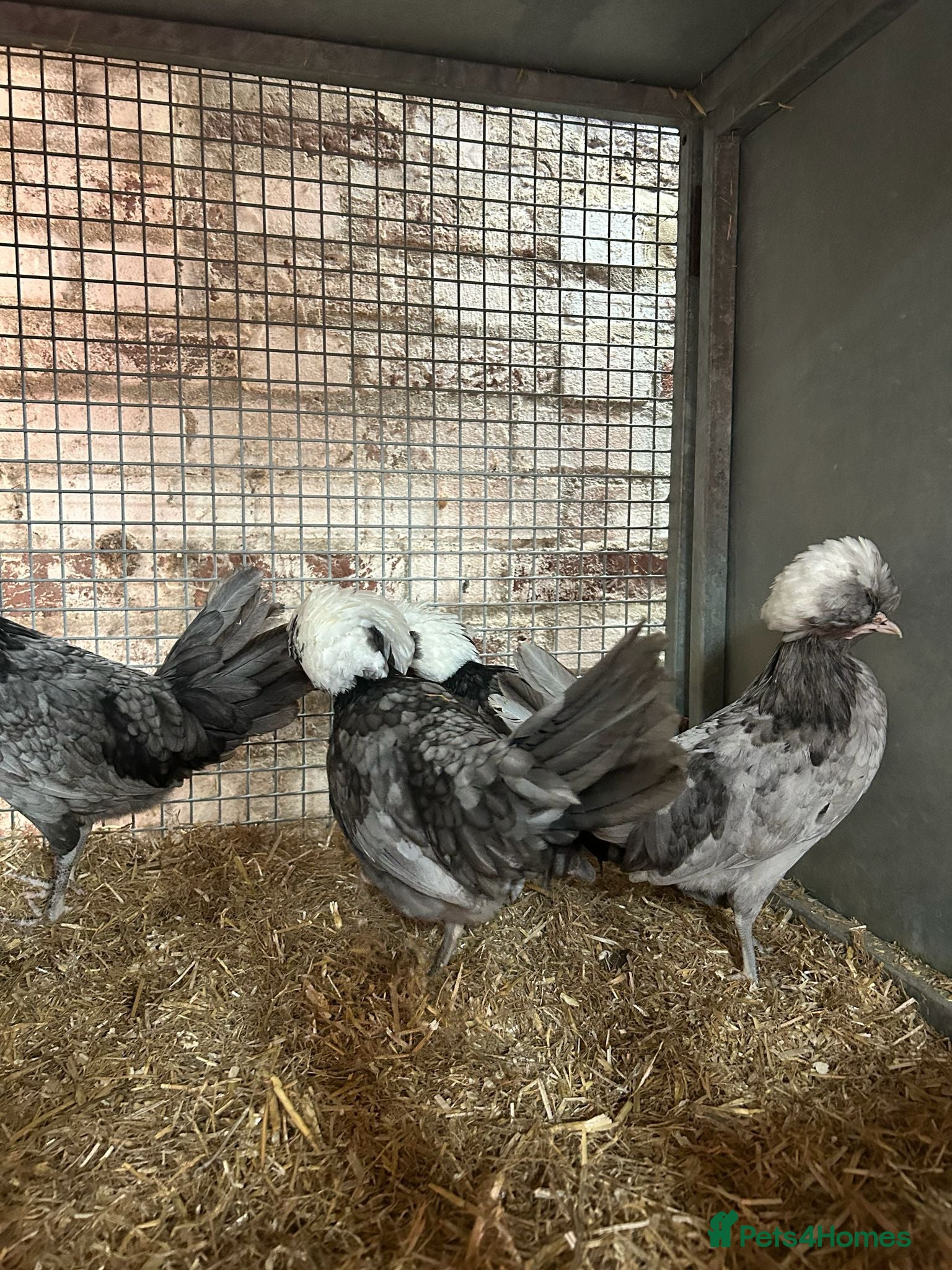 Chickens poultry   Purebred Silkies, Polands & Sablepoot Bantams - Advert 1