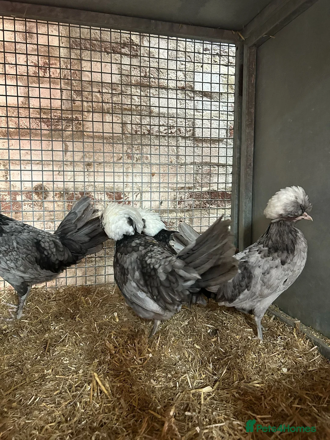 Chickens poultry for sale:   Purebred Silkies, Polands & Sablepoot Bantams - Advert 1
