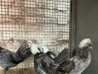 Chickens poultry for sale: Purebred Silkies, Polands & Sablepoot Bantams - Advert 1
