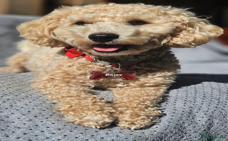 Miniature Poodle dogs - Advert 1